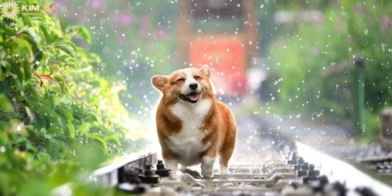 Nằm mơ thấy chó đánh số gì